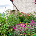 Some Marksburg Castle garden plants are poisonous or used by witches
